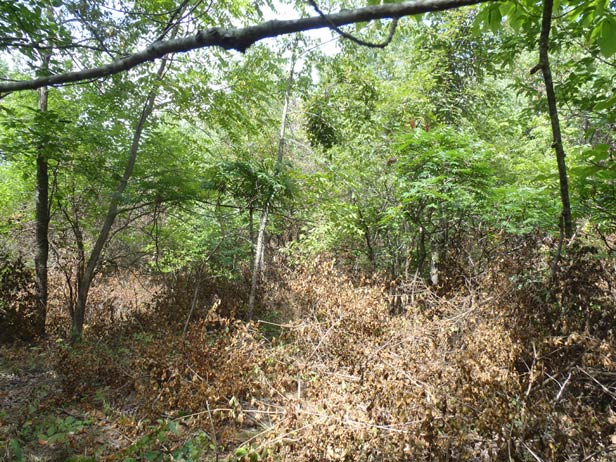 Timber Restoration Services